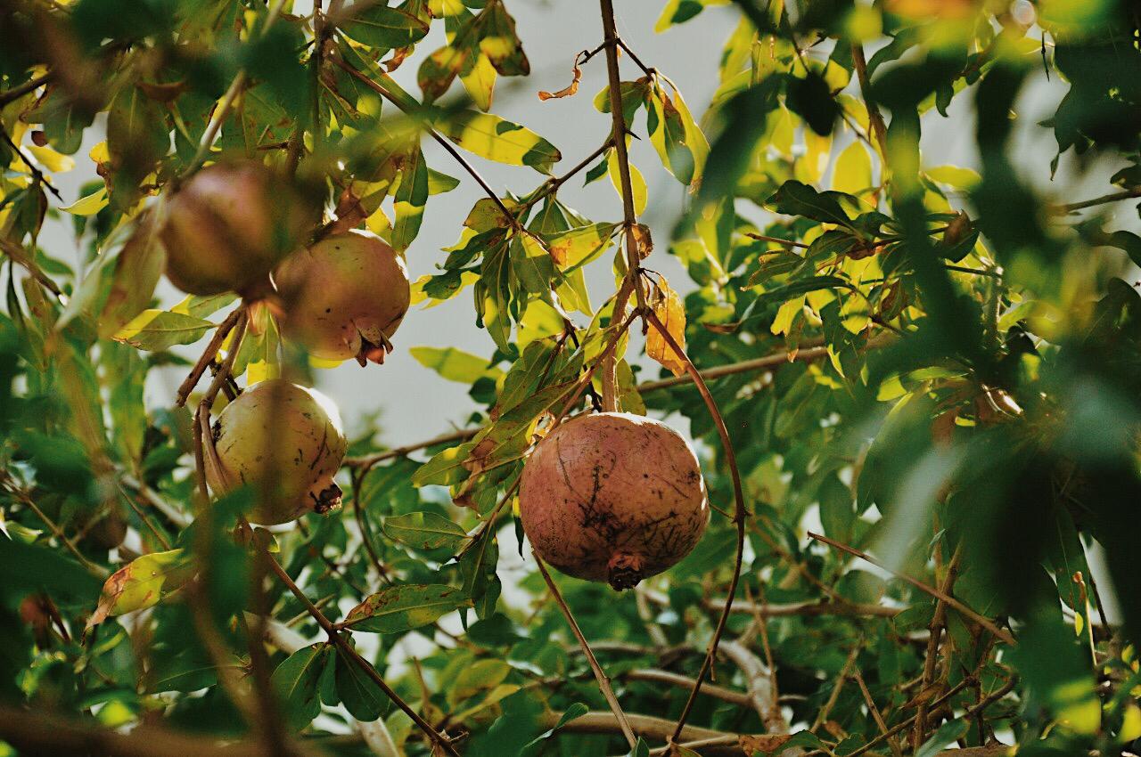 Отдых в Алупке осенью в сентябре